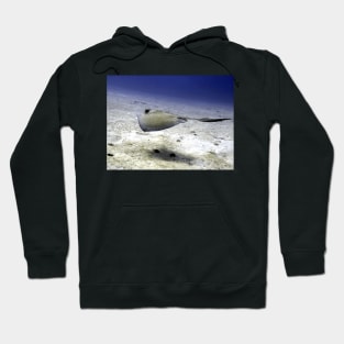 Sting Ray at Play Hoodie